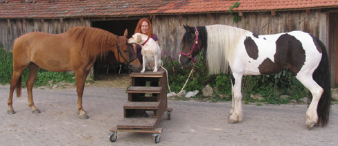 Therapiepferde Tinka und Kalle mit Therapiehund Paula und Ergotherapeutin Susanne Zimmer